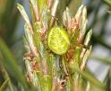 Araniella_cucurbitina_D2977_Z_88_NP De Hoge Veluwe_Nederland